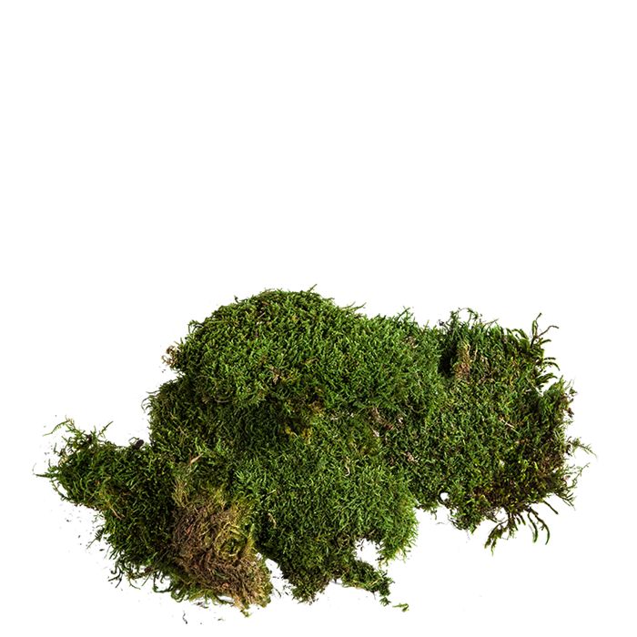 Moos Beutel von 500 g